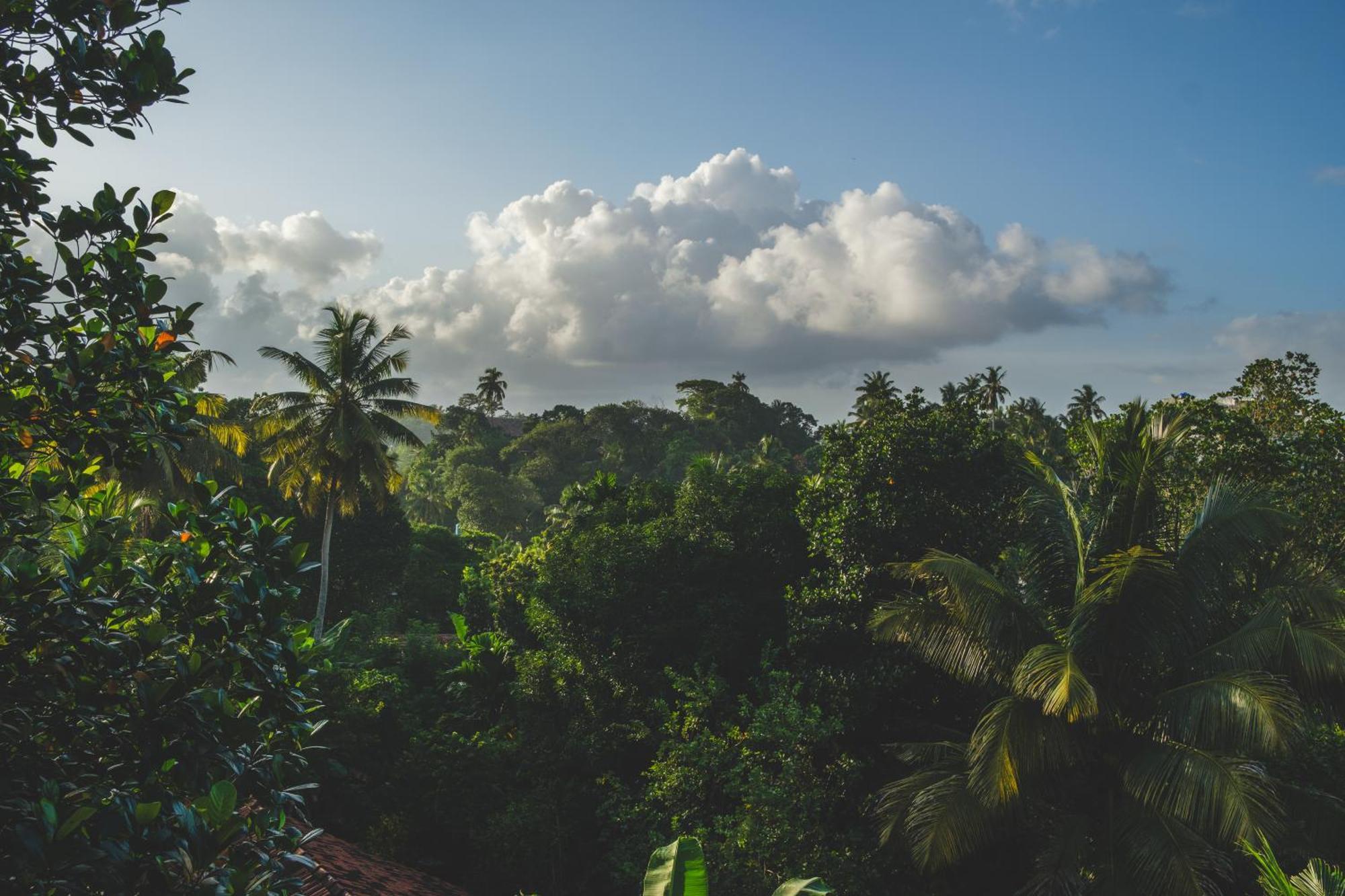 The Jungle View Hotel Mirissa Bagian luar foto