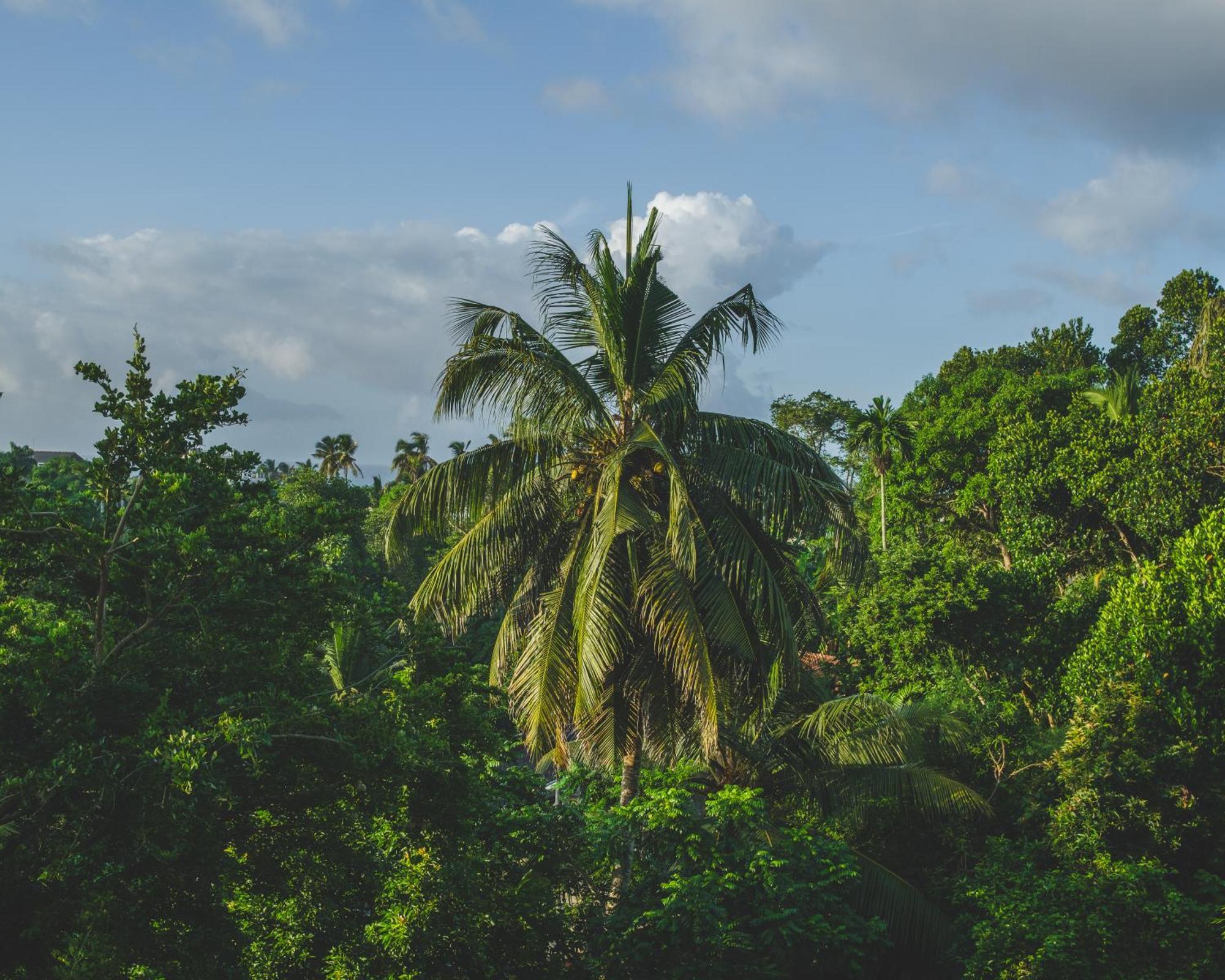The Jungle View Hotel Mirissa Bagian luar foto
